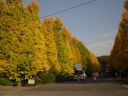 �Ԃǐ^�񒆂̗��ւ�