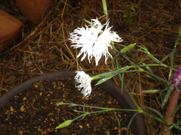 �Ԃǐ^�񒆂̗��ւ�