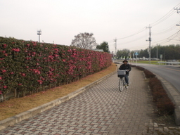 �Ԃǐ^�񒆂̗��ւ�