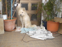 �Ԃǐ^�񒆂̗��ւ�