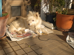 �Ԃǐ^�񒆂̗��ւ�