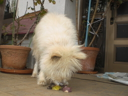 �Ԃǐ^�񒆂̗��ւ�