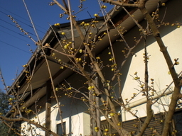 �Ԃǐ^�񒆂̗��ւ�