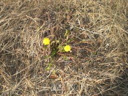 �Ԃǐ^�񒆂̗��ւ�