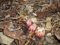 �Ԃǐ^�񒆂̗��ւ�