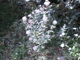 �Ԃǐ^�񒆂̗��ւ�