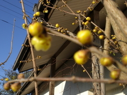 �Ԃǐ^�񒆂̗��ւ�