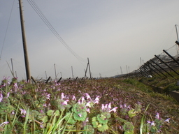 �Ԃǐ^�񒆂̗��ւ�