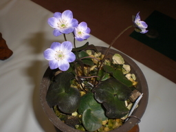 �Ԃǐ^�񒆂̗��ւ�