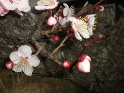 �Ԃǐ^�񒆂̗��ւ�