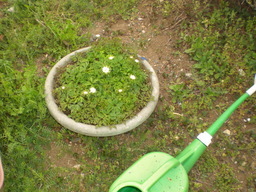 �Ԃǐ^�񒆂̗��ւ�