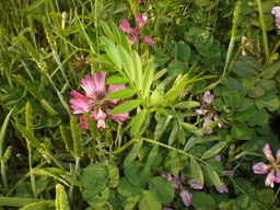 �Ԃǐ^�񒆂̗��ւ�