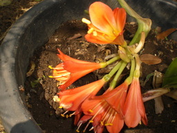 �Ԃǐ^�񒆂̗��ւ�