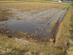 �Ԃǐ^�񒆂̗��ւ�