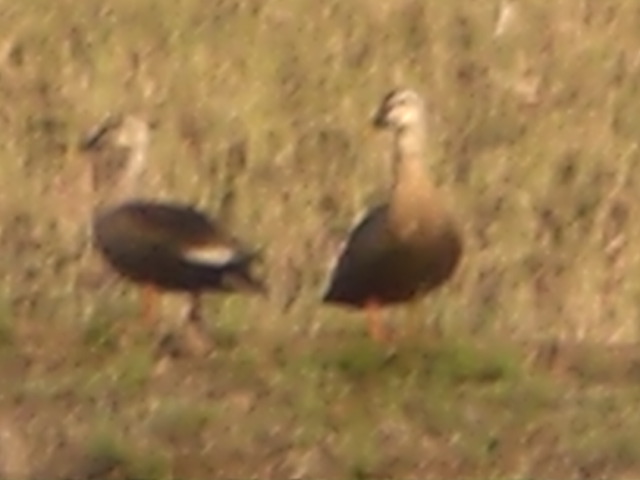 �Ԃǐ^�񒆂̗��ւ�