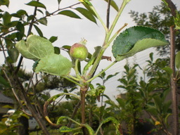 �Ԃǐ^�񒆂̗��ւ�