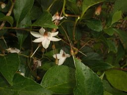 �Ԃǐ^�񒆂̗��ւ�