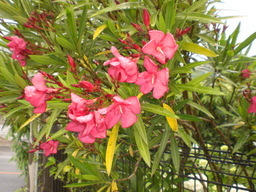 �Ԃǐ^�񒆂̗��ւ�