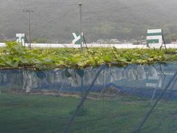 �Ԃǐ^�񒆂̗��ւ�