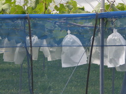 �Ԃǐ^�񒆂̗��ւ�