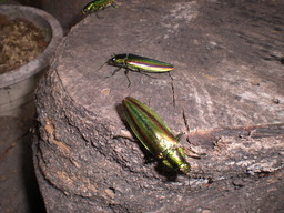 �Ԃǐ^�񒆂̗��ւ�