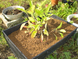 �Ԃǐ^�񒆂̗��ւ�