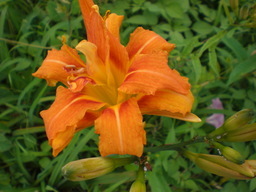 �Ԃǐ^�񒆂̗��ւ�