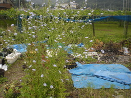 �Ԃǐ^�񒆂̗��ւ�