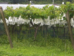 �Ԃǐ^�񒆂̗��ւ�