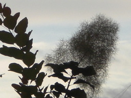 �Ԃǐ^�񒆂̗��ւ�