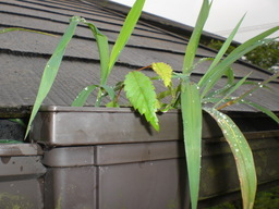 �Ԃǐ^�񒆂̗��ւ�