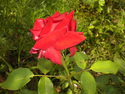 �Ԃǐ^�񒆂̗��ւ�