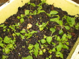 �Ԃǐ^�񒆂̗��ւ�