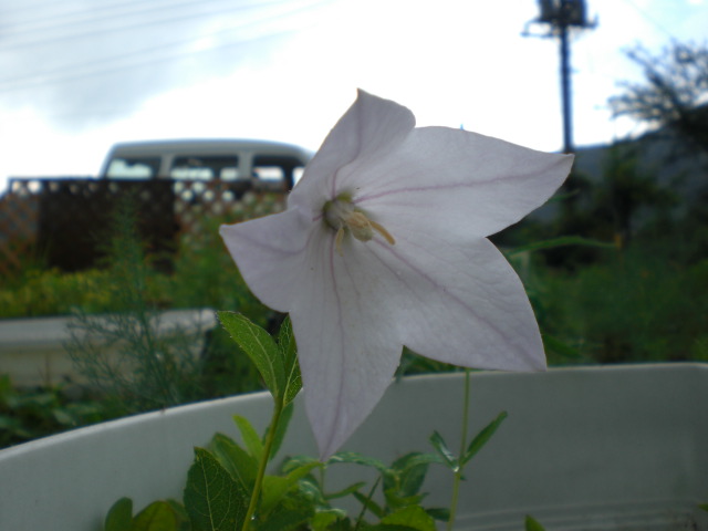 �Ԃǐ^�񒆂̗��ւ�