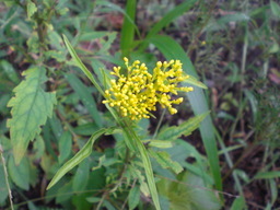 �Ԃǐ^�񒆂̗��ւ�