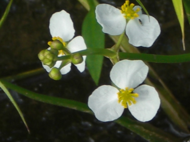 �Ԃǐ^�񒆂̗��ւ�