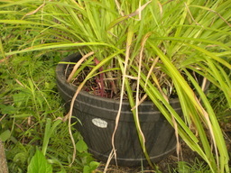 �Ԃǐ^�񒆂̗��ւ�