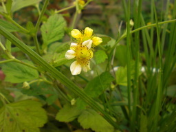 �Ԃǐ^�񒆂̗��ւ�