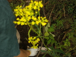 �Ԃǐ^�񒆂̗��ւ�