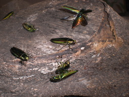 �Ԃǐ^�񒆂̗��ւ�