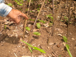 �Ԃǐ^�񒆂̗��ւ�