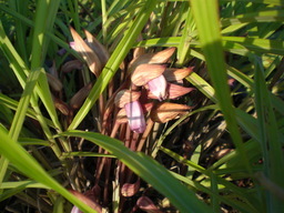 �Ԃǐ^�񒆂̗��ւ�