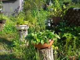 �Ԃǐ^�񒆂̗��ւ�