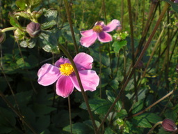 �Ԃǐ^�񒆂̗��ւ�