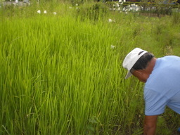 �Ԃǐ^�񒆂̗��ւ�