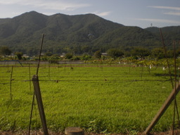 �Ԃǐ^�񒆂̗��ւ�