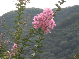 �Ԃǐ^�񒆂̗��ւ�