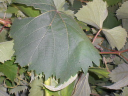 �Ԃǐ^�񒆂̗��ւ�