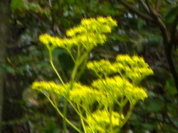 �Ԃǐ^�񒆂̗��ւ�