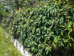 �Ԃǐ^�񒆂̗��ւ�